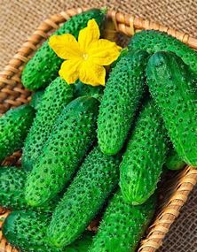 Насіння огірків Артист F1  5 шт.