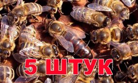 Матка породы Карника (не плодные) - 5 пчеломаток 2024