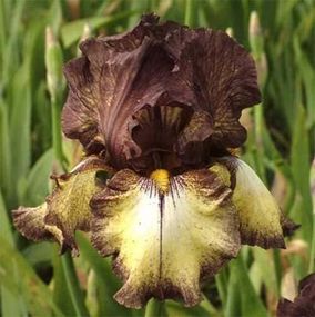 Ірис Burgundy Brown (кореневища)