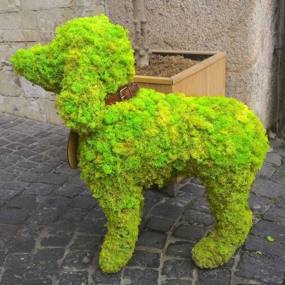 Очищенный стабилизированный мох ягель Nordic moss Зеленый весенний 0,5 кг | Зображення 2