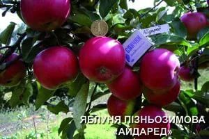 Яблуня Айдаред | Зображення 4