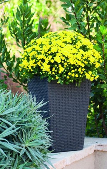 Горщик для квітів (кашпо) Keter (Кетер) Rattan Style Planter M (17192301) Антрацит | Зображення 4