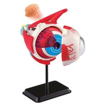 Набор для экспериментов EDU-Toys Модель глазного яблока сборная, 14 см (SK007) | Зображення 1
