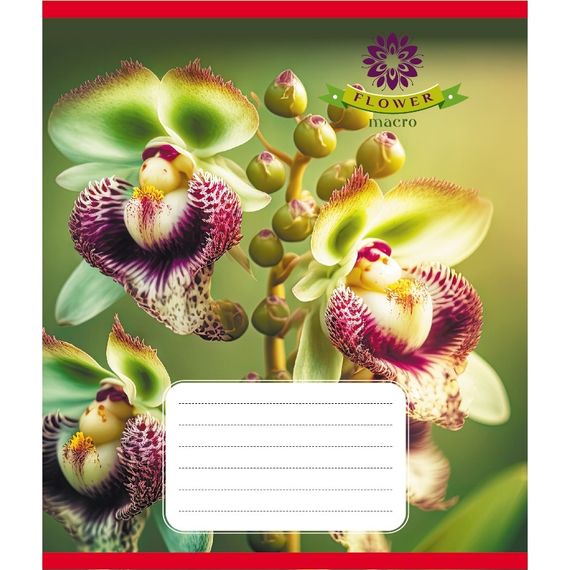 Зошит учнівський "Орхідея" 036-570137K-4 в клітинку, 36 аркушів