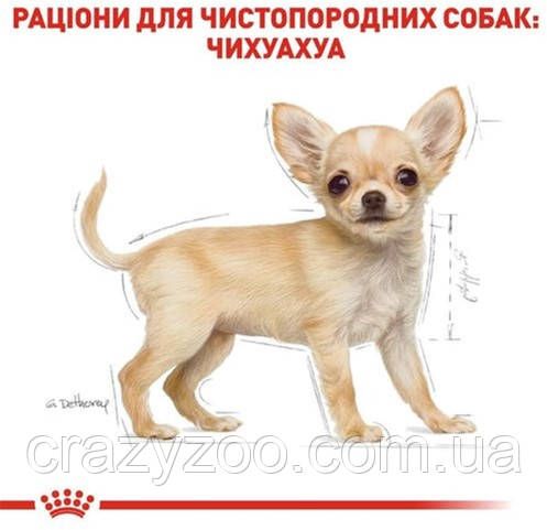 Сухий корм для цуценят чихуахуа Royal Canin Chihuahua Puppy 500 г 24380051 | Зображення 5