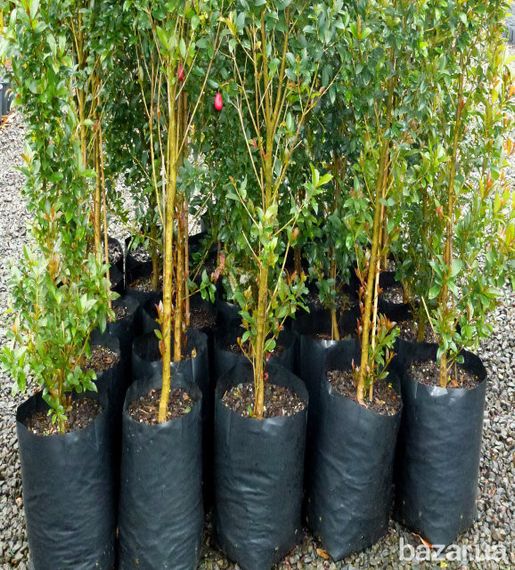 Рукав для рассады 100х500 метров 40 мкм (черный) пакеты для россады | Зображення 4