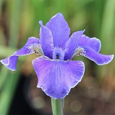 Ірис Siberica Silver Edge (кореневища)