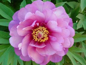 Півонія Янки Дудел Денді (Paeonia Yankee Doodle Dandy) (кореневіше)