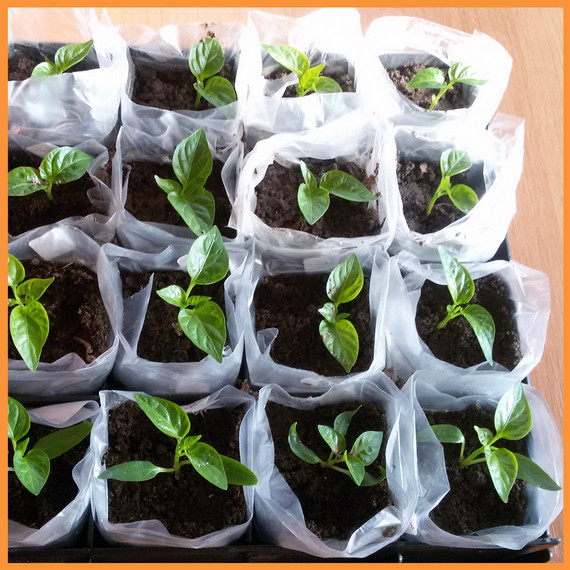 Рукав для рассады 150х500 метров 40 мкм (черный) пакеты для саженцев | Зображення 2