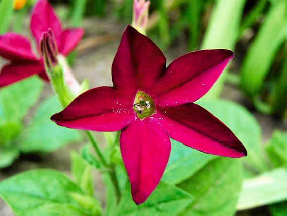 Насіння Тютюн запашний 0.1 г | Зображення 1