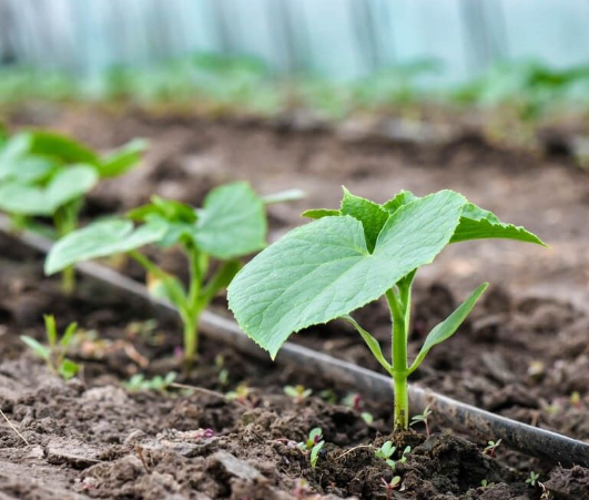 Лента капельная 7 mil шаг 15 см бухта 1000 метров эмитерная Shadow | Зображення 4