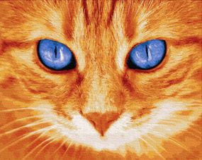 Блакитноокий рижуля