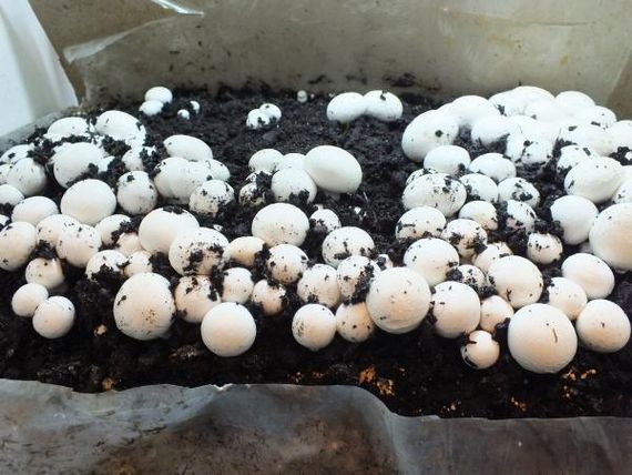 Живий зерновий міцелій печериці — 100 г | Зображення 1