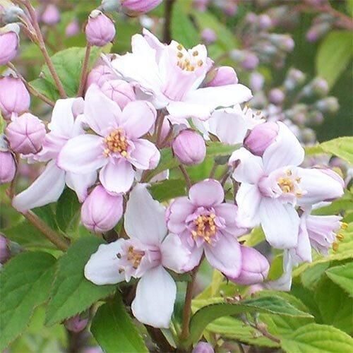 Дейція Mont Rose (саджанці) | Зображення 3