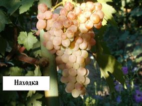 Саджанці винограду Знахідка