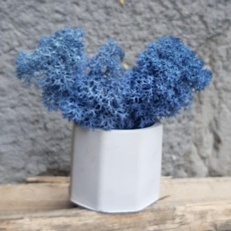 Очищенный стабилизированный мох ягель Nordic moss Синий лазурный 1 кг | Зображення 4