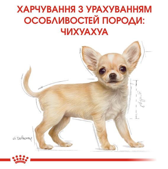 Сухий корм Royal Canin Chihuahua Puppy для цуценят до 8 місяців. 1.5 кг | Зображення 3