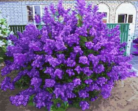 Персидская сирень