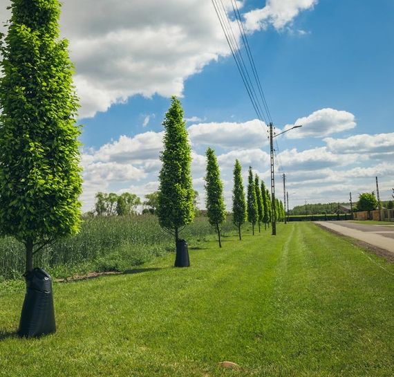 Сумка для поливу дерев Bradas 75 л KTTZ75/50180 | Зображення 3