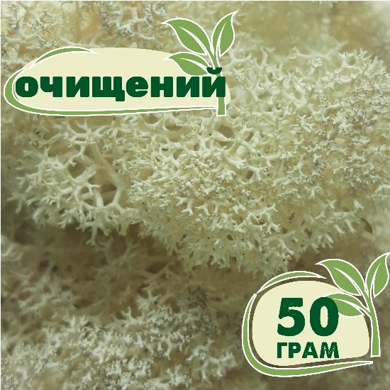 Очищений стабілізований мох ягель Натуральний білий 50 грам
