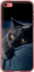 Чохол на iPhone 5c Димчастий кіт "825t-23-2448"