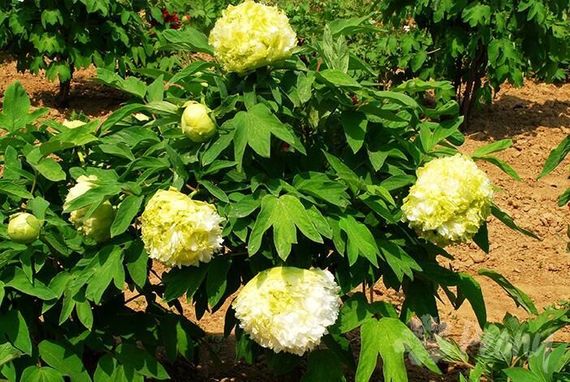 Півонія Spring Willow Chun Liu деревоподібна (саджанці) | Зображення 2