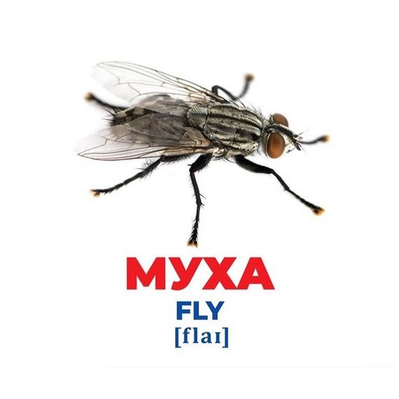 Набор развивающих карточек Гений с пеленок "Насекомые" Ранок 10107199, 17 карточек | Зображення 1