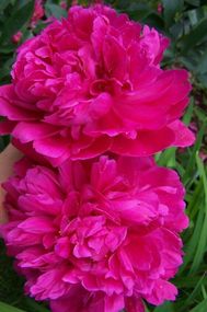 Півонія трав'яниста "Pink" (кореневище)