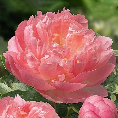Півонія Pink Hawaiian Coral (кореневища) | Зображення 3