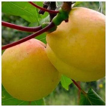 Абрикос ананасний Дима (ранній)