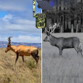 Камера відеоспостереження мисливська фотопастка на сонячній панелі з датчиком руху 4G A8-T31 Камуфляжна