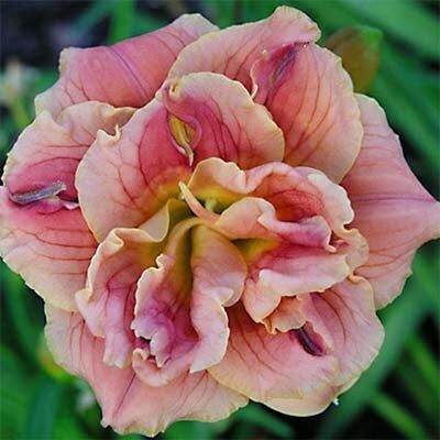 Лілейник Double Pink Peony (саджанці) | Зображення 1