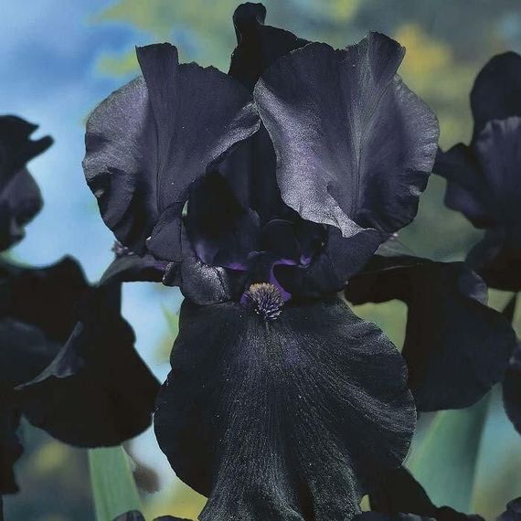 Ірис Black Dragon (кореневища)