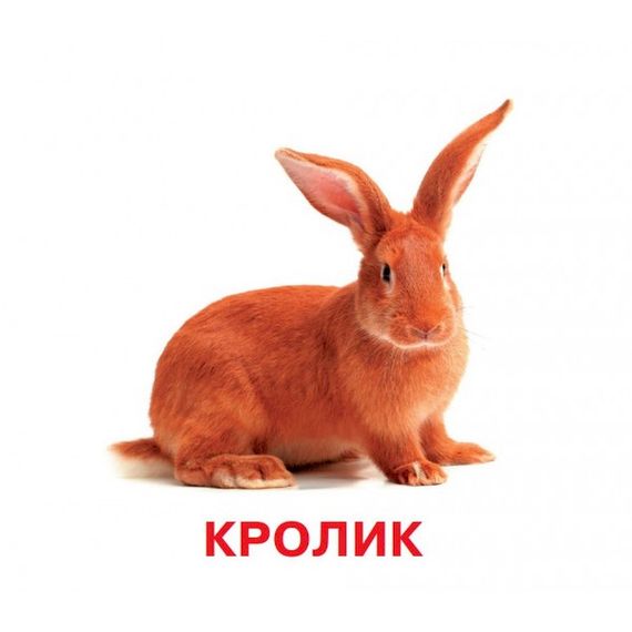 Розвиваючі картки для дітей Домашні тварини J012yD, 18 картинок | Зображення 1