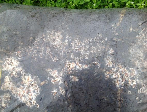 Зарощенний грибний блок білий гриб боровик | Зображення 2