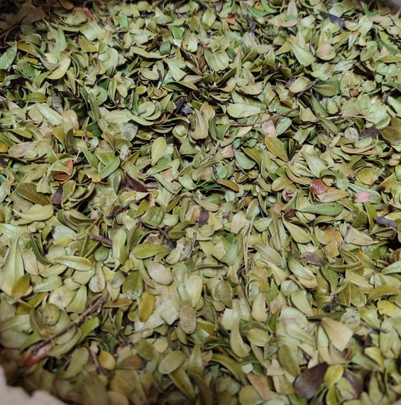 Толокнянка / Медвежі вушка / Мучниця, 100г.