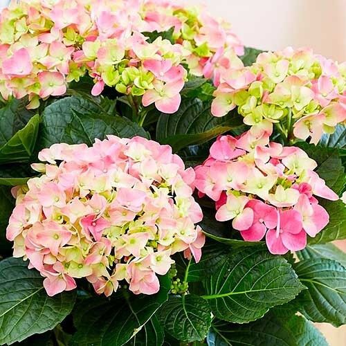 Гортензія Early Pink (сажники) | Зображення 1