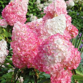 Гортензія Pink Lady (саджанці)