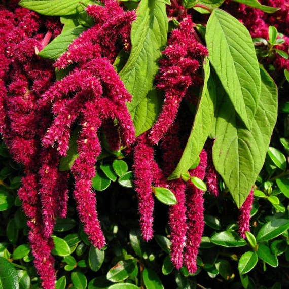 Семена Амарант 0,5 г (Насіння країни) | Зображення 2