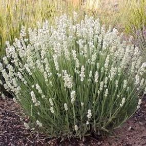 Лаванда Edelweiss (саджанціі)