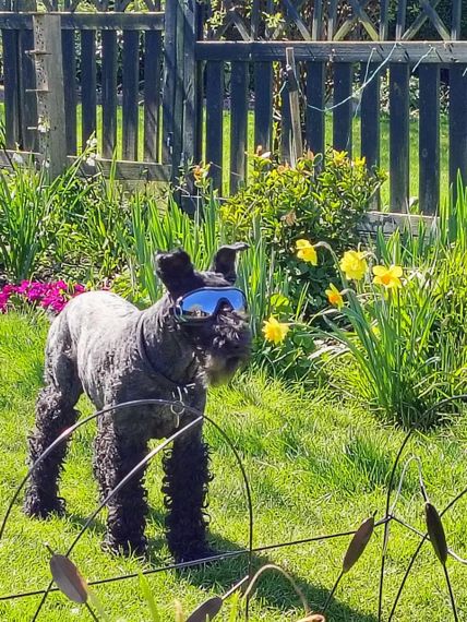 Захисні окуляри для собак з УФ-захистом, регульовані, вітрозахисні, водонепроникні, проти запотівання, для великих порід | Зображення 9