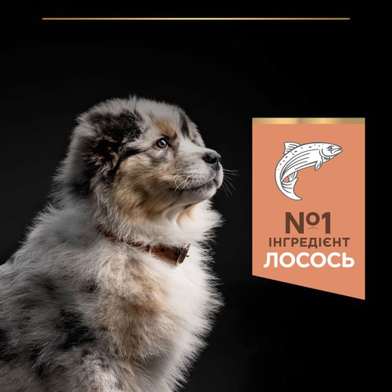 Сухий корм для цуценят середніх порід з лососем Purina Pro Plan Puppy Medium Sensitive Skin 12 кг | Зображення 3