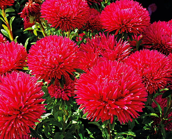 Насіння Айстра рубінові зірки 0,3 г (Насіння країни) | Зображення 2