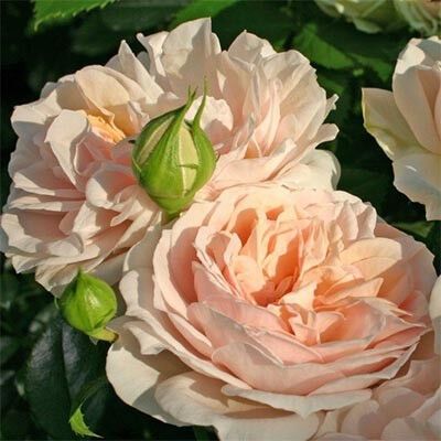 Троянда Garden of Roses (саджанці) | Зображення 1