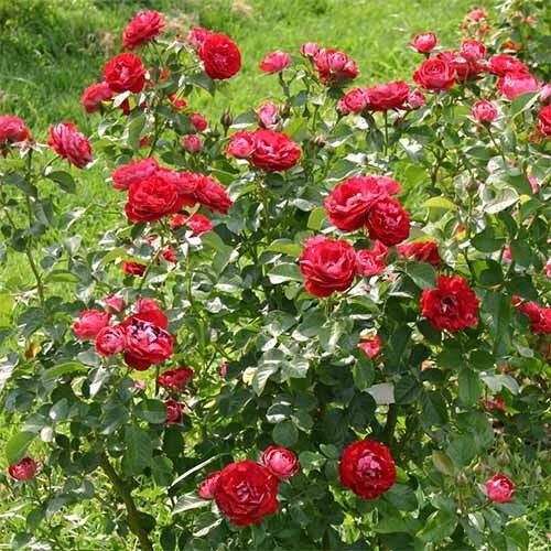 Троянда Rose der Einheit (саджанці) | Зображення 3
