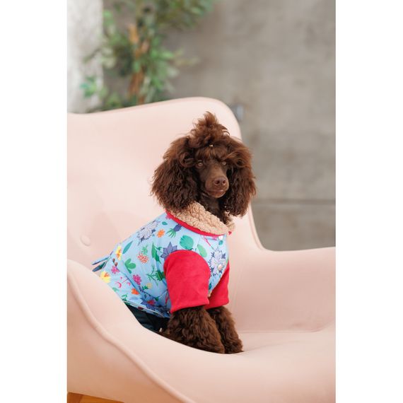 Костюм дівчинка Alisa XS для собак | Зображення 3