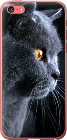 Чехол на iPhone 5c Красивый кот "3038u-23-17620"