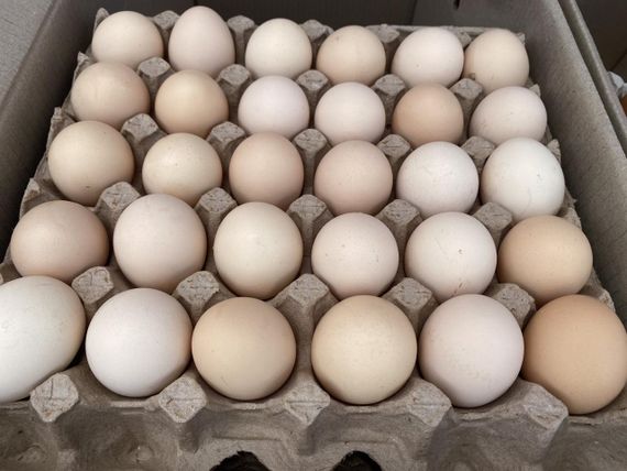 Домашние куриные яйца - продажа ящиками! 360 шт у ящику | Зображення 1