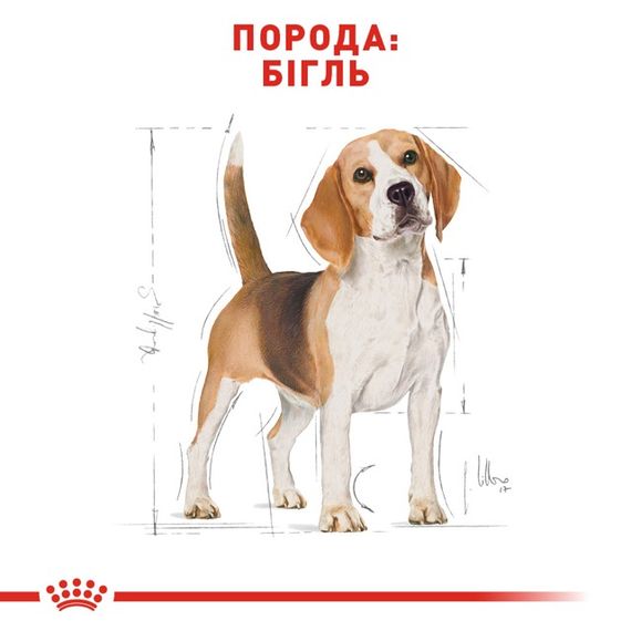 Корм Royal Canin Beagle Adult сухий для дорослих собак породи бігль 3 кг | Зображення 1