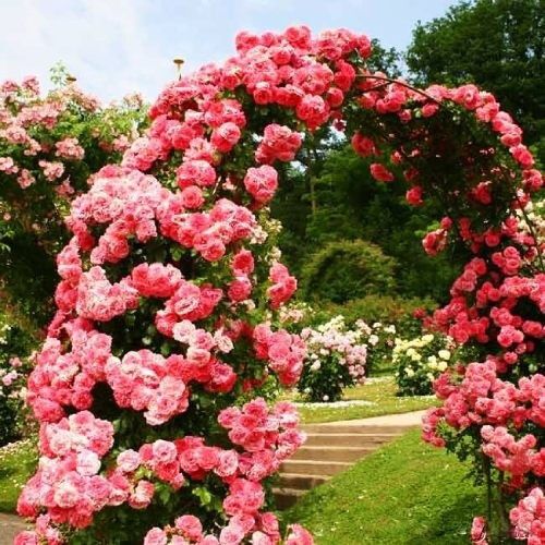 Троянди Rosarium Uetersen (саджанці) | Зображення 2
